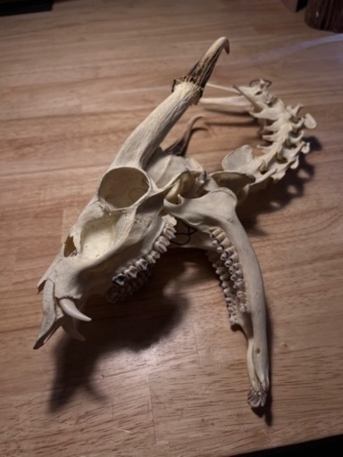 キョン　頭骨＋背骨　極美品　骨格標本