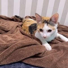 三毛猫　メス