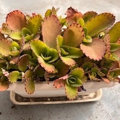 子宝草　多肉植物　もらってください