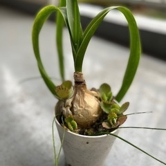 海葱　多肉植物　もらって下さい