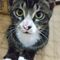 アレルギー体質乗り越え、従兄弟たちと3匹で賑やか家族の一員に！尾...