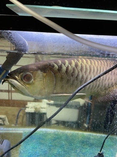 大型熱帯魚　熱帯魚　古代魚　3匹　引取限定