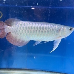 大型熱帯魚　熱帯魚　古代魚　3匹　引取限定の画像