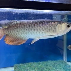 大型熱帯魚　熱帯魚　古代魚　3匹　引取限定の画像