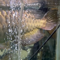 大型熱帯魚　熱帯魚　古代魚　3匹　引取限定の画像