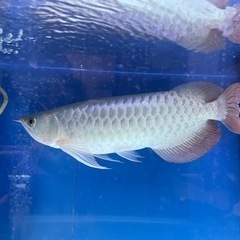 大型熱帯魚　熱帯魚　古代魚　3匹　引取限定の画像