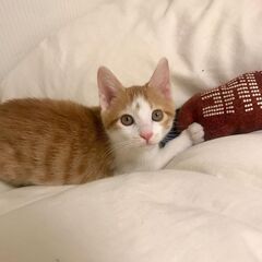 先住の兄猫姉猫とラブラブです！8/30生　お膝大好き銀太くんの画像