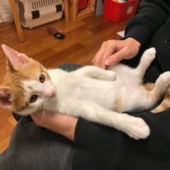 先住の兄猫姉猫とラブラブです！8/30生　お膝大好き銀太くん - 横浜市