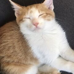 先住の兄猫姉猫とラブラブです！8/30生　お膝大好き銀太くん - 猫