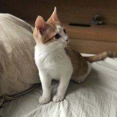 先住の兄猫姉猫とラブラブです！8/30生　お膝大好き銀太くん - 里親募集