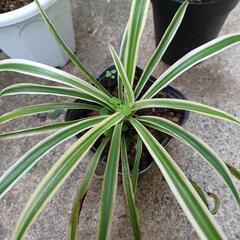 交渉中❗植物♪︎アメリカンブルー他の画像