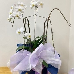 胡蝶蘭（白）5株