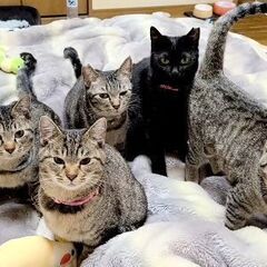 🌷😺 ６匹の里親様を募集中です 😺🌷