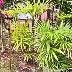 シュロチク、カンノンチク　鉢植え