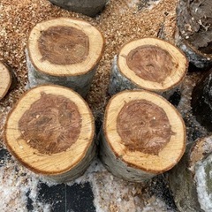 早い者勝ち　紅葉樹　玉切り