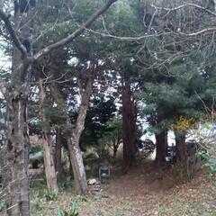 雑木林　伐倒予告の画像