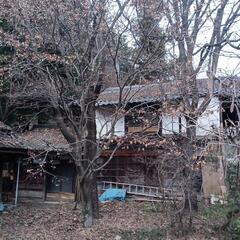 雑木林　伐倒予告の画像