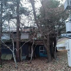 雑木林　伐倒予告の画像