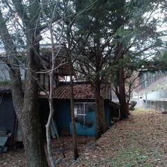 雑木林　伐倒予告の画像