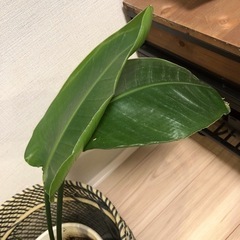 お譲り先決定！オーガスタの画像