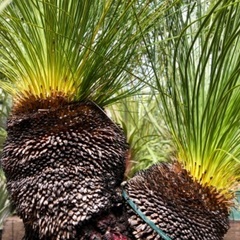 クサントロエア ジョンソニー ブラックボーイ＊最終価格＊