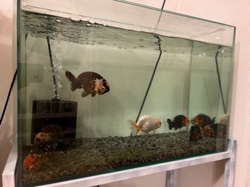 受け渡し決定　金魚水槽セット　12月8日の16時まで