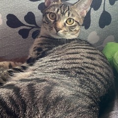 ‼️お願いします‼️の画像