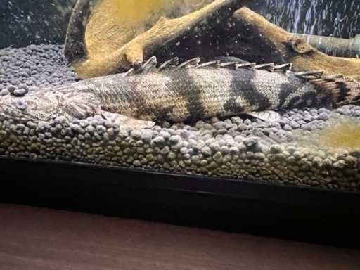 熱帯魚　ポリプテルスエンドリケリー