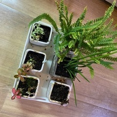 テラリウム観葉植物インテリア