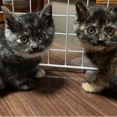 里親決定しました💕サビ猫姉妹❣️トライアル決まりました✨