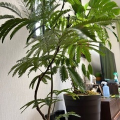 エバーフレッシュ　幹太め　鉢こみ110センチ〜の画像