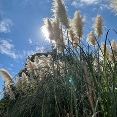 ブルーベリーの剪定