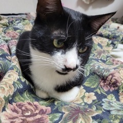 急募！黒白ハチワレイケメンです♪ − 青森県