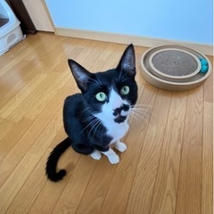 急募！黒白ハチワレイケメンです♪ - 猫