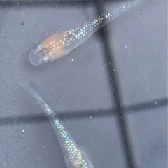 宮桜ゴールド　稚魚10匹　サバンナ様より購入