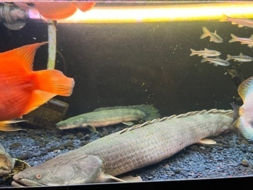 大型水槽フルセット　値引き相談聞きます。