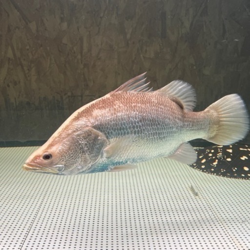 バラマンディ　明日、明後日引き取れりにこれる方