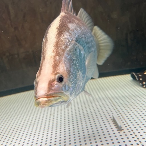 バラマンディ　明日、明後日引き取れりにこれる方