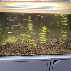 ミックスグッピー　20匹　500円の画像