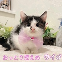 ジャニーズ3にゃん