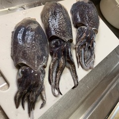 海釣り友達募集!!年齢性別問わず!! − 茨城県