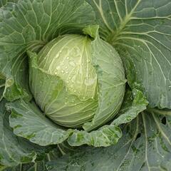 キャベツ新鮮❗