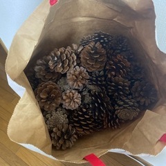 まつぼっくりの画像