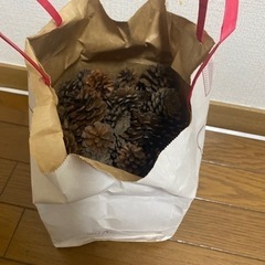 まつぼっくりの画像