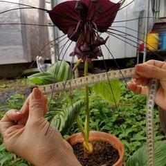植物(ブラックキャット)の画像