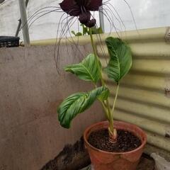 植物(ブラックキャット)