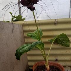 植物(ブラックキャット)の画像