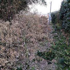 竹あげますの画像