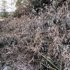 竹あげますの画像