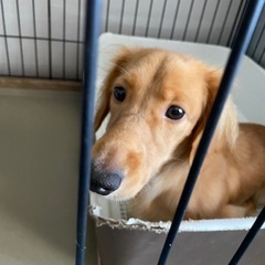 ミニチュアダックス　オス　1才半